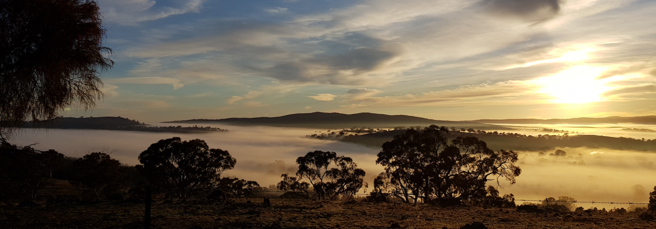 Rural landscape with Eucalypts, fog and sun low on horizon