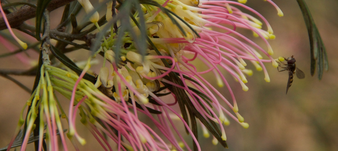 Native bee on pink and yellow grevillea flower