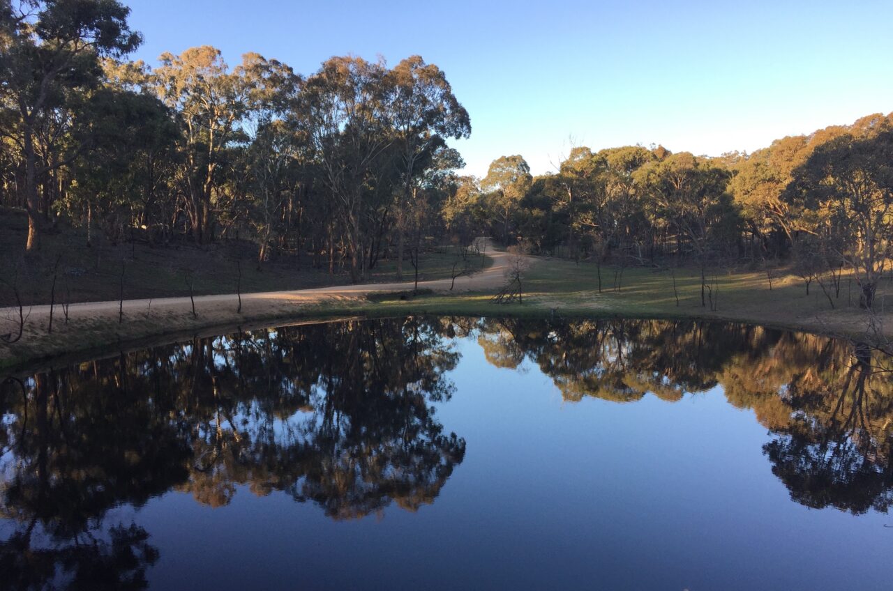 Pond at Mulligans Flat with reflection of eucalypts